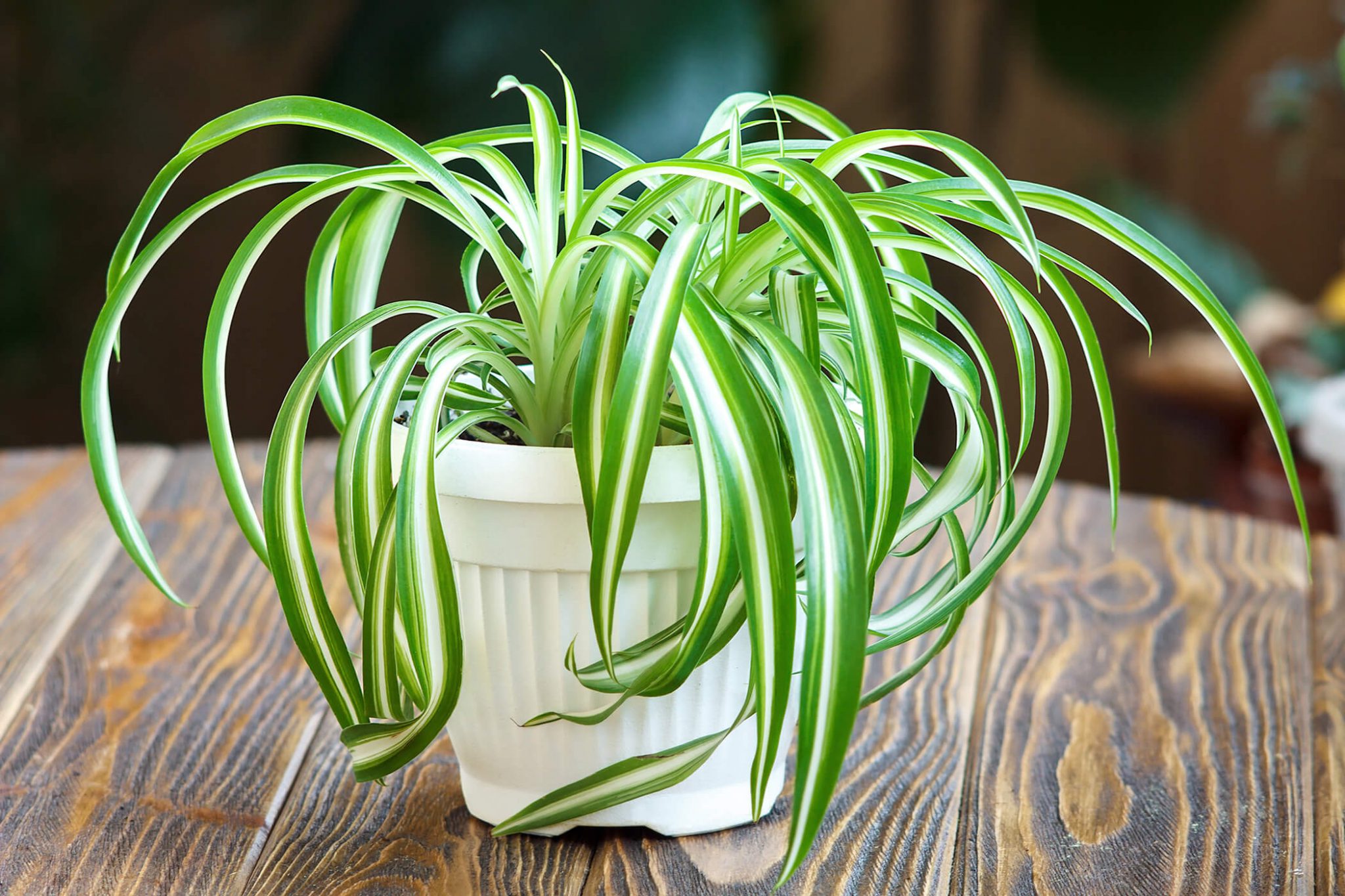 7 Spider Plant Benefits And Why Your Home Needs One